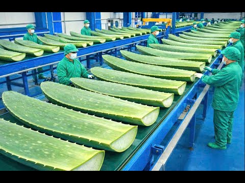 Inside the Factory: How Refreshing Aloe Vera Juice Is Made (Full Production Process)