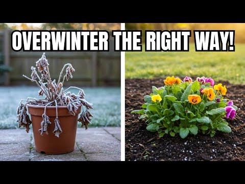Don't Kill Your Potted Perennials! Container vs. Ground Overwintering Secrets for a Blooming Spring!
