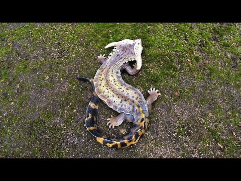 从没见过这种动物！概率极低！You May Never Seen These Animals