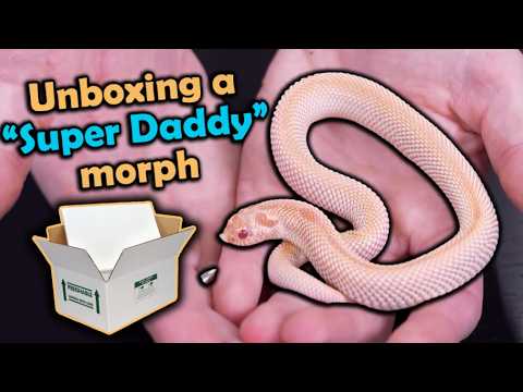 Unboxing Gorgeous Hognose Snakes!