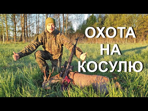 Охота НА КОСУЛЮ с подхода, тигр открывает счет...