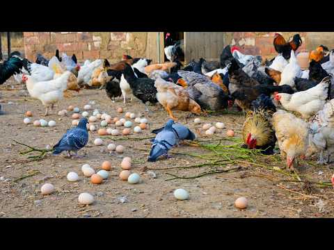 Free Range Chicken Farming for Profit – Low Cost Poultry Farming & Organic Egg Collection