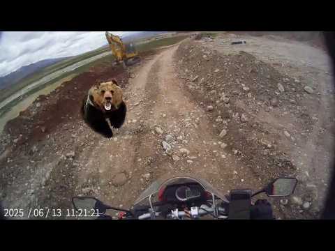 Bear Invasion! Western China Hit by Attacks, Nighttime School Break-ins & Homes Destroyed