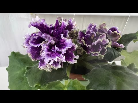 The violet babies have grown up and are showing their blooms😊🌸