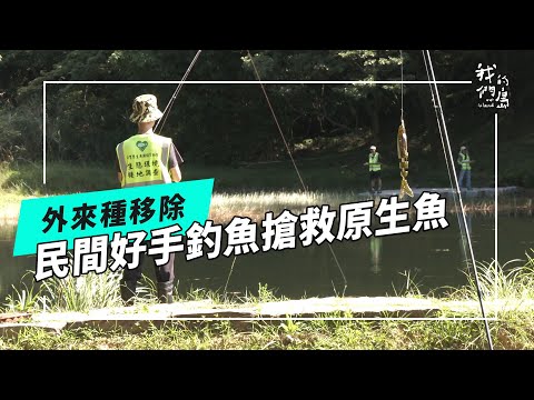 釣魚搶救原生魚｜民間好手的外來種移除行動(我們的島 第1272集 2024-09-09)