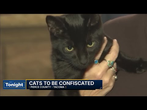 Crackdown on cat ownership for Pierce County couple