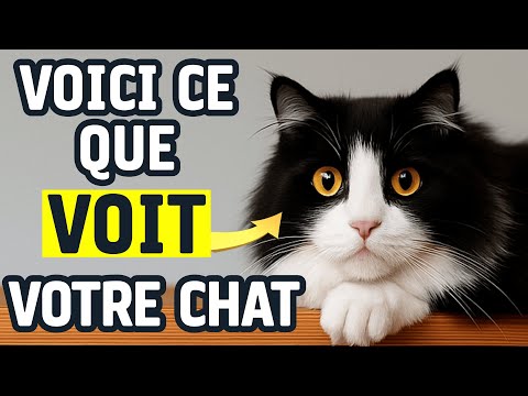 Comment les chats perçoivent les humains: des secrets surprenants que vous devriez connaître.