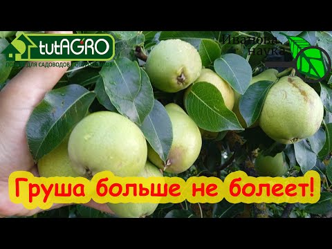 ВЫЛЕЧИЛ САД ЗА 2 РАЗА. Полное излечение даже старых деревьев. Схема лечения сада от ржавчины и гнили