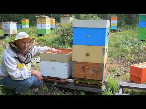 объединяю семьи с отводками