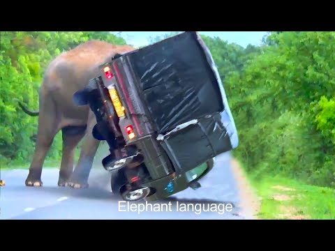 Terrifying Elephant Attack Caught on Camera