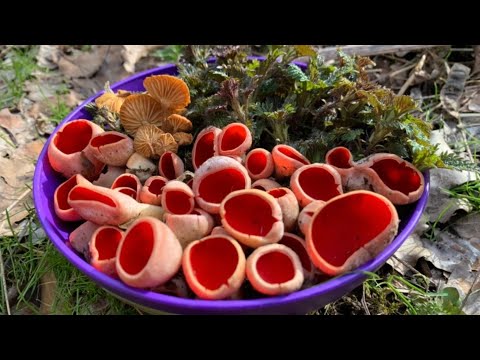 I collect early SPRING MUSHROOMS. Sarcoscypha mushrooms in March