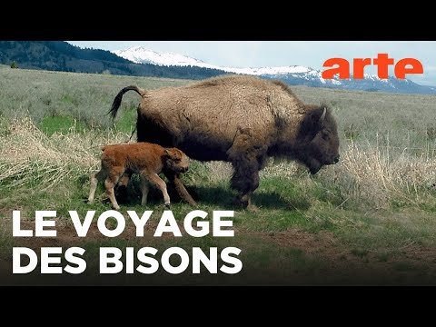 Bisons, les doux géants du Montana | GEO Reportage | ARTE Évasion