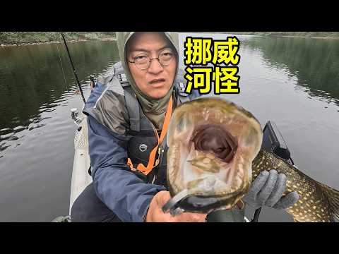 北极也有“热带雨林”？巨型狗鱼一口吞下野鸭 Pike fishing in the Arctic Jungle