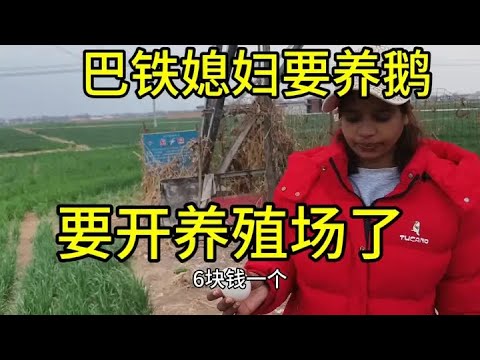 巴铁媳妇会过日子了，要开始养鹅赚钱了，做大做强再开个养殖场#巴铁媳妇 #异域风情 #农村搞笑 #原创 #外国媳妇在中国农村的日常