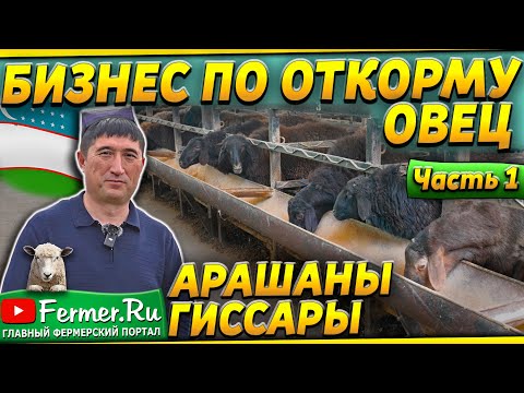 150 тонн баранины в год! Овцы на откорме. Устройство откормочника для овец. Рацион и содержание овец