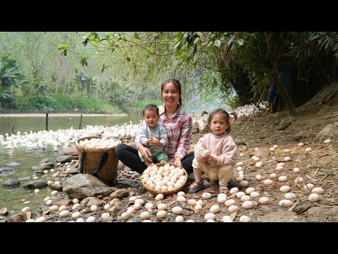 Harvesting giant duck eggs to sell at the market - cooking eggs for little daughter to eat