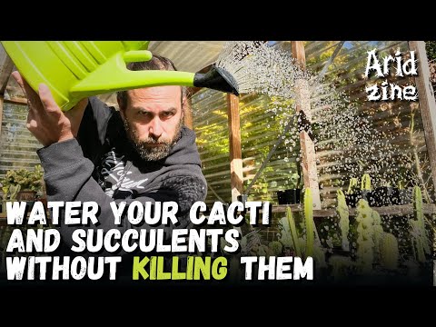 How to water cacti and succulents without killing them