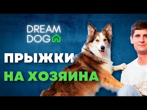 Как отучить собаку прыгать на людей 🐶 Простая методика без агрессии