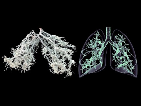 How America's "Lung Lichen" DESTROYS Sickness in the Human Body