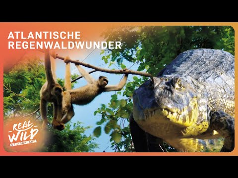 Gefährliche Tiere im Atlantischen Regenwald | Doku