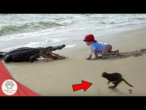 25 Hero Cats That Saved Human Lives | Cats being LEGENDS !