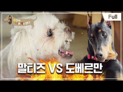 [Full] 세상에 나쁜 개는 없다 - 체급 떼고 붙자! 말티즈 VS 도베르만