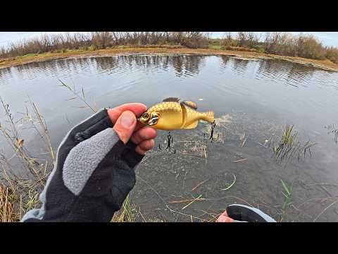 Щуки в траве ждали КАРАСЯ. Воблер-колебалка спас мою рыбалку!