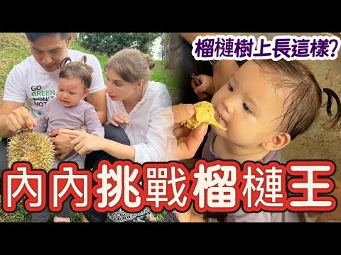內內的榴槤園初體驗｜另類親子小旅行｜一家人都「榴槤」忘返