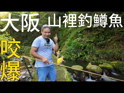 大阪金剛山上釣鱒魚大爆咬丨現場料理來吃超舒服丨大阪旅遊激推丨千早川マス釣り場