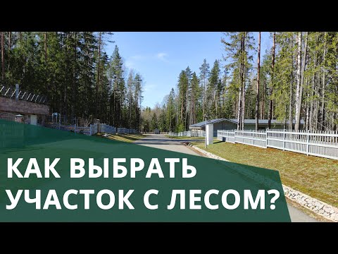 Участки с лесом. Плюсы и минусы. Что важно знать?