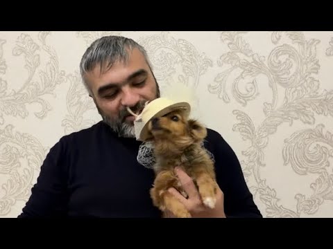 Puppy Zlata is happy to see the other residents of the Fluffy Sanatorium, like a child))