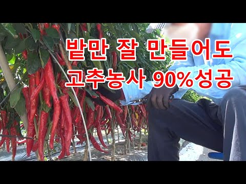 [24년 텃밭 고추 2부] 많이 달리는 고추 농사는 밭 만들기에서 사실상 결정합니다.