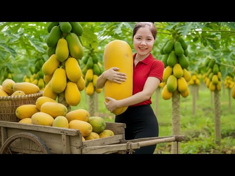 Harvesting 1000+KG of fresh PAPAYA to sell at the market- Cook delicious dishes from papaya