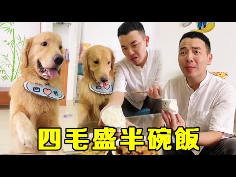 毛爸讓四毛盛半碗飯，沒想到它把碗打成了一半盛飯，毛爸：確定沒有公報私仇？