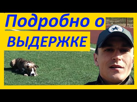 271. Подробно о выдержке. Команда Жди. Как научить собаку ждать. Выдержка уровень ПРО