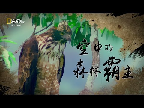 《人鳥之間》系列－空中的森林霸主：熊鷹