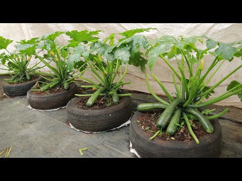 The secret to growing zucchini sitting in tires from apple peels and burnt rice husk - Many fruits