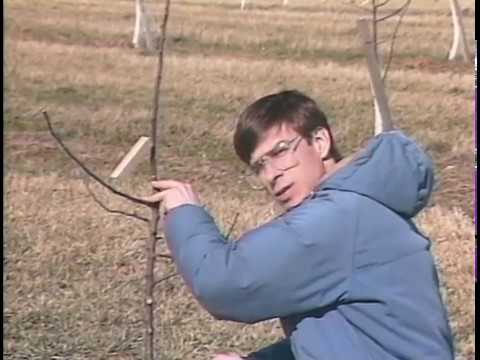 1990 Pruning apple trees to a central leader system