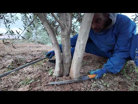 🔥 تقليم تكوين المنارة بعمر 4 سنوات… إنقاذ شجرة تعرضت لتقليم خاطئ! (الفرق واضح)