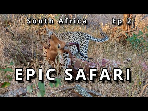 South Africa Safari Dream – Up Close with Leopards, Lions, Hyenas & Elephants