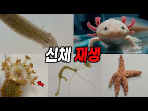 (충격주의) 재생능력 쩌는 생물들 모음집