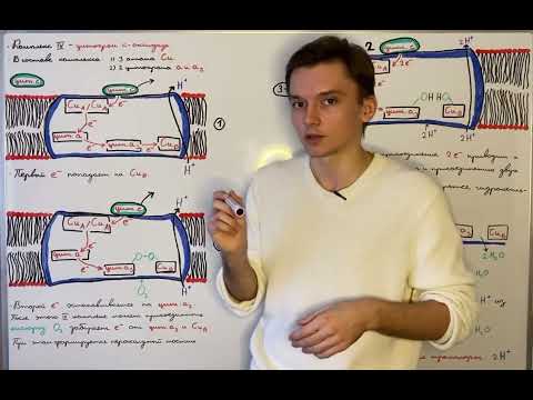 Окислительное фосфорилирование: IV комплекс дыхательной цепи
