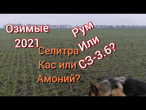 Озимая после КАС. Амоний, КАС, Селитра.?Рум,Или Сеялка?