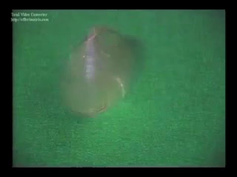 TRIPLE CHANGE SPELLBOUND