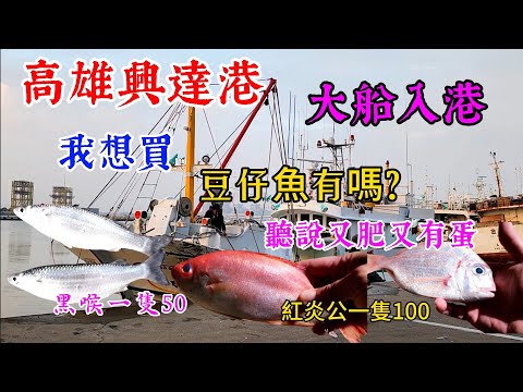 〔高雄興達港買魚〕天兔颱風過境後，大船入港……船長請問有抓到豆仔魚嗎？網友跟我說很好吃，我想買……／黑喉／紅炎公／肉魚／班節蝦／草蝦／白蝦／台語／