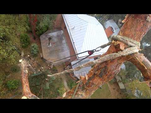 Самая страшная сосна, которую я когда-либо пилил! Кривая сосна – настоящий вызов