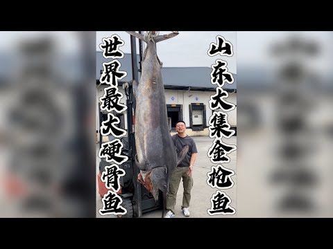 世界上最大的硬骨鱼,巨型马林鱼。鱼头做标本,身体做山东大集金枪鱼尝尝味道如何。