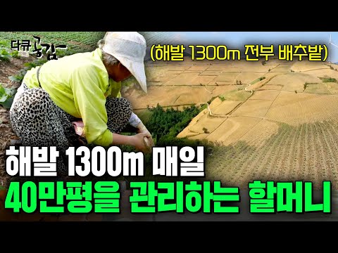 해발 1300미터에서 백세 연세에 굽은 허리로, 경사진 밭의 고랑 사이를 누비는 할머니들의 눈물 [다큐공감] | KBS 171021
