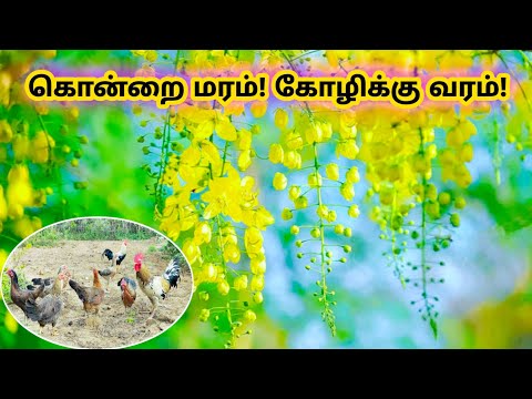 கொன்னை(கொன்றை) மரம் வளர்த்தால் கோழிக்கு என்ன பயன்? - கொன்றையின் சிறப்புகள்! _ cassia fistula