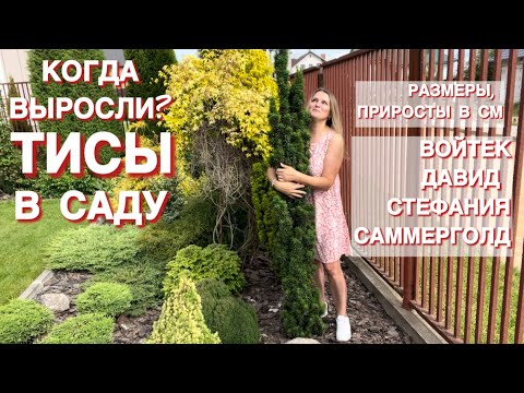 КАК ЖЕ БЕЗ ТИСОВ В САДУ? ВОЙТЕК, ДАВИД, САММЕРГОЛД, СТЕФАНИЯ